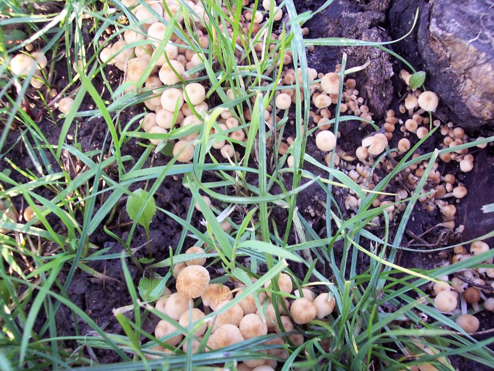 Visita nel giardino condominiale a Cesano Boscone